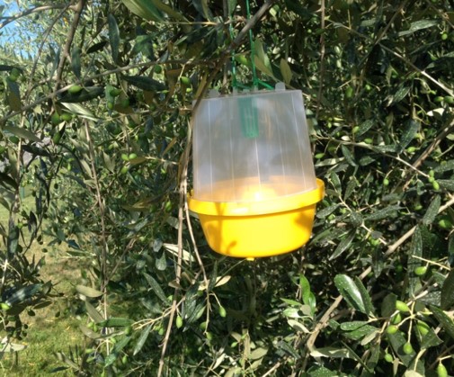 Newsletter 7 - La mosca delle olive (Bactrocera oleae) (02.07.2021)