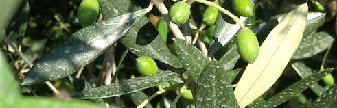 Newsletter 19 - Quello che forse ancora non sapete sulla pianta dell'olivo (15.03.2022)