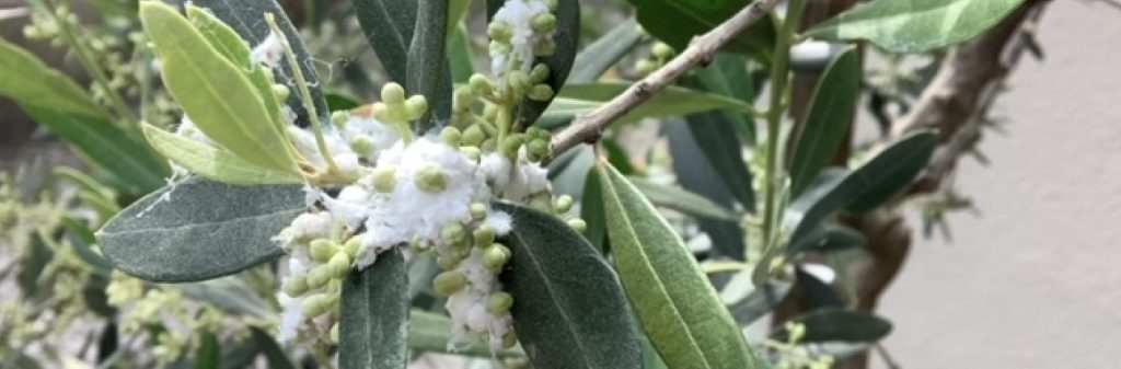 Newsletter 22 - Cotonello dell'olivo (26.05.2022)