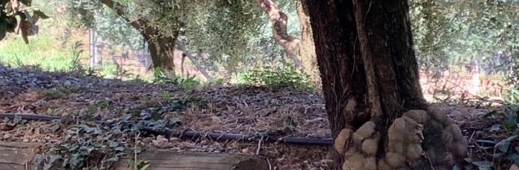 Newsletter 26 - Irrigazione dell'olivo (25.08.2022)