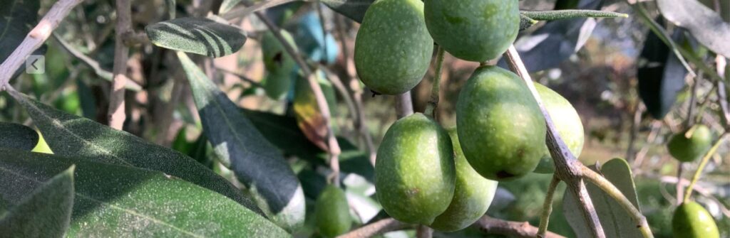 Newsletter 47 - L'alternanza di produzione dell’olivo: un  fenomeno agricolo complesso (07.07.2024)
