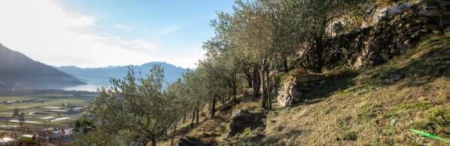 49_Scenario olivicoltura EU 2035