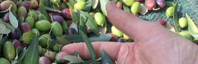 51_Era di olivicoltura giunge al termine
