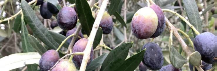 Newsletter 55 - Leccino: la varietà regina degli olivi al Sud delle Alpi (07.03.2025)