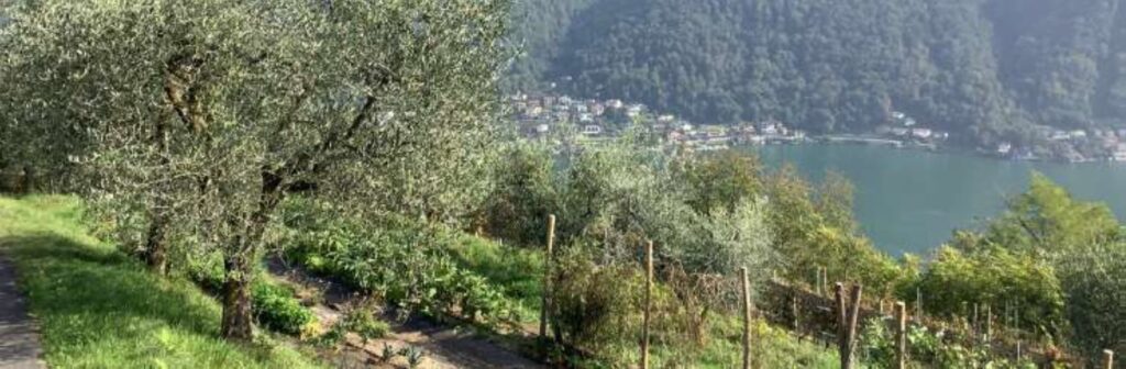 Newsletter 57 - L’impollinazione dell’olivo: il ruolo del vento e del clima (07.05.2025)