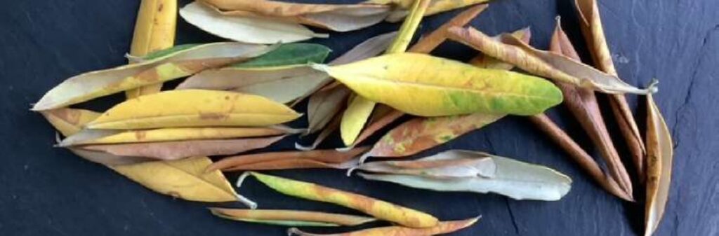 Newsletter 60 - La caduta precoce delle foglie dell’olivo: non un problema ma una difesa naturale (07.08.2025)