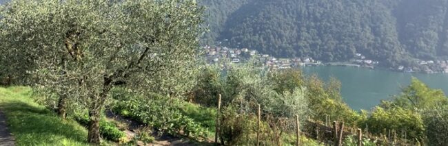 63_ITA_L’olivo conquista la Svizzera_Parte 1