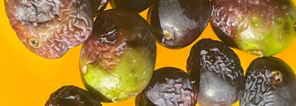 Newsletter 64 - La mosca dell’olivo e la qualità dell’olio (07.12.2025)