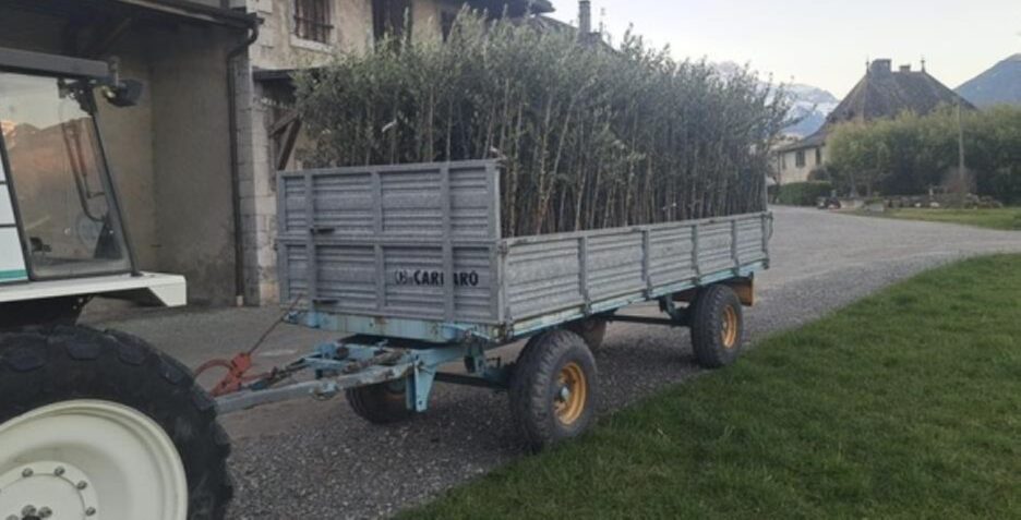 Newsletter 68 - L’olivo conquista la Svizzera: nasce l’Associazione Svizzera dei Produttori di Olive (ASPO) - Parte 2 (07.04.2026)