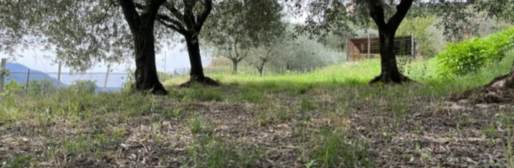 Newsletter 74 - La caduta precoce delle foglie dell’olivo: non un problema, ma una difesa naturale (07.10.2026)